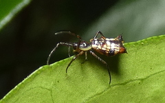 Micrathena fissispina