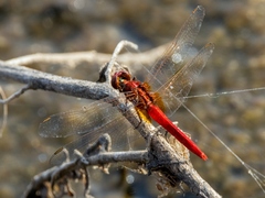 Rhodothemis rufa