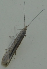Lepidoptera
