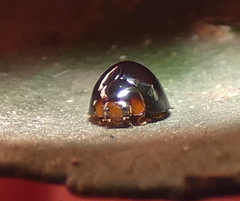 Cryptognatha amabilis