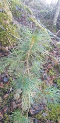Pinus cembra