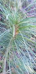 Pinus cembra