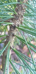 Pinus cembra