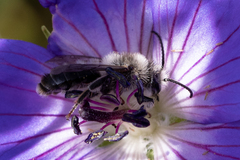 Melitta haemorrhoidalis