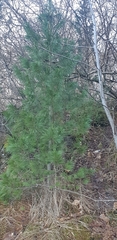 Pinus cembra