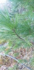 Pinus cembra