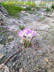 Crocus tommasinianus