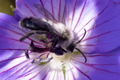 Melitta haemorrhoidalis