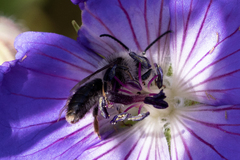 Melitta haemorrhoidalis