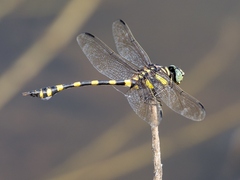 Ictinogomphus decoratus
