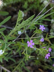 Microsteris gracilis