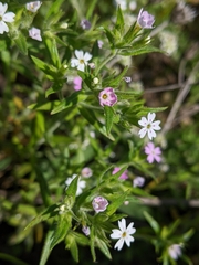 Microsteris gracilis