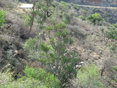 Euphorbia triangularis