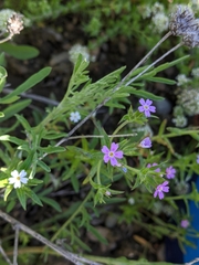 Microsteris gracilis