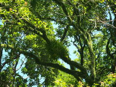 Liparis condylobulbon