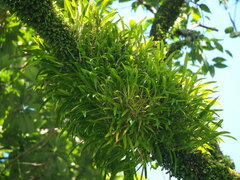 Liparis condylobulbon