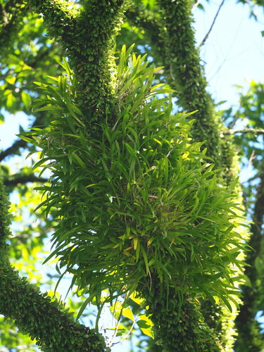 Liparis condylobulbon, photograph 6