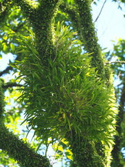 Liparis condylobulbon