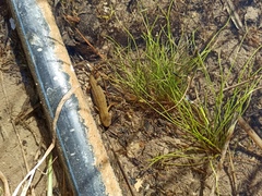 Lissotriton vulgaris