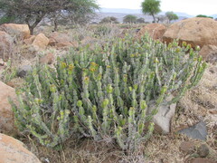 Euphorbia pseudocactus
