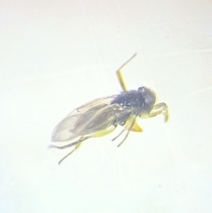 Aphelinidae