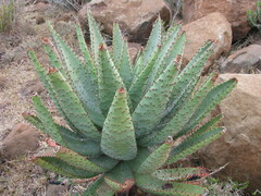 Aloe marlothii
