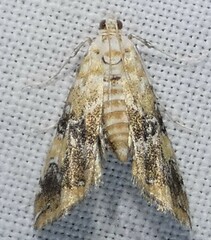 Elophila faulalis