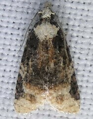 Platynota exasperatana