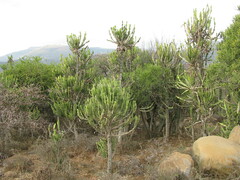 Euphorbia triangularis