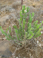 Euphorbia triangularis