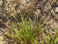 Lissotriton vulgaris