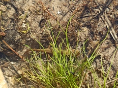 Lissotriton vulgaris