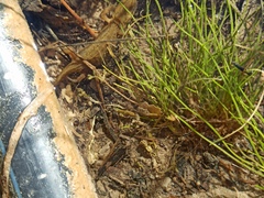 Lissotriton vulgaris