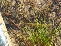 Lissotriton vulgaris