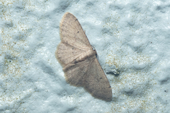 Idaea ptyonopoda