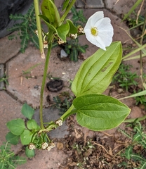 Echinodorus cordifolius