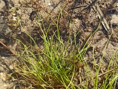 Lissotriton vulgaris