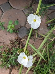 Echinodorus cordifolius