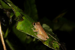 Pristimantis luteolateralis