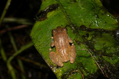 Pristimantis luteolateralis