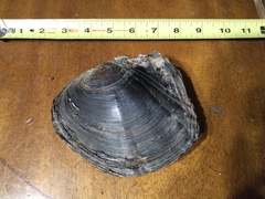 Lasmigona complanata