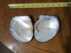 Lasmigona complanata