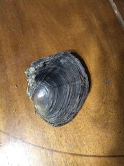 Lasmigona complanata