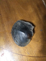 Lasmigona complanata