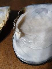 Lasmigona complanata