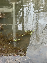 Hydrocotyle ranunculoides