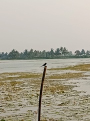 Dicrurus macrocercus