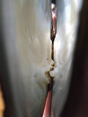 Lasmigona complanata