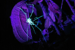 Ventrivomer ancyrophorus