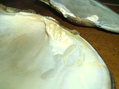 Lasmigona complanata